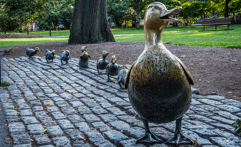 "Make Way for Ducklings" statue in Boston Commons. Photo credit to Nancy Schon, https://creativecommons.org/licenses/by-nc-sa/2.0/